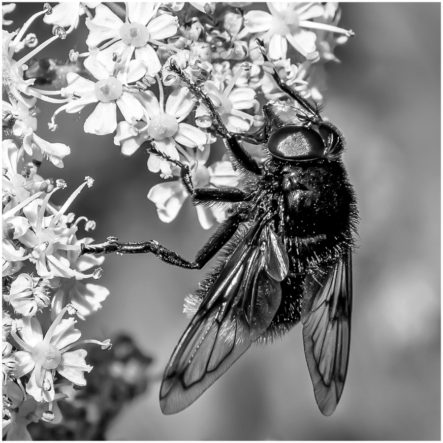 Pollen Today - Honey Tomorrow